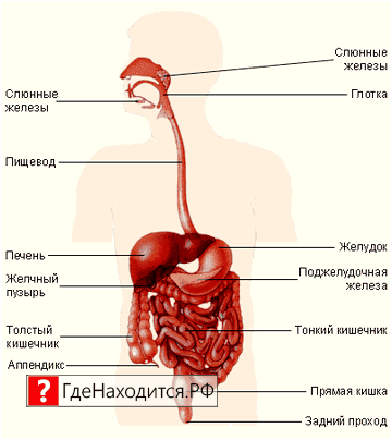 Где Находится Пищевод У Человека Фото